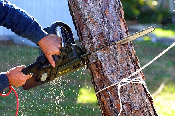 Reliable Newburgh Heights, OH Tree Removal Services Solutions