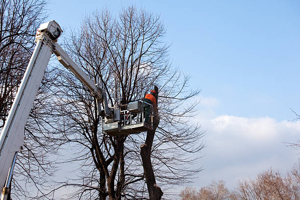 How Our Tree Care Process Works  in  Newburgh Heights, OH